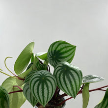 Load image into Gallery viewer, PEPEROMIA WATERMELON 12CM
