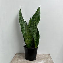 Load image into Gallery viewer, SANSEVIERIA FUTURA BLACK CORAL 15CM
