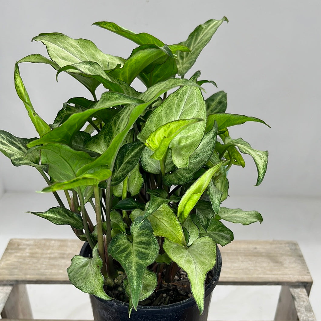 SYNGONIUM LYNETTE 12CM