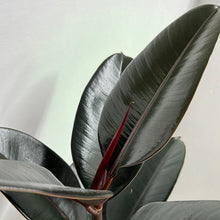 Load image into Gallery viewer, FICUS BLACK KNIGHT 20CM
