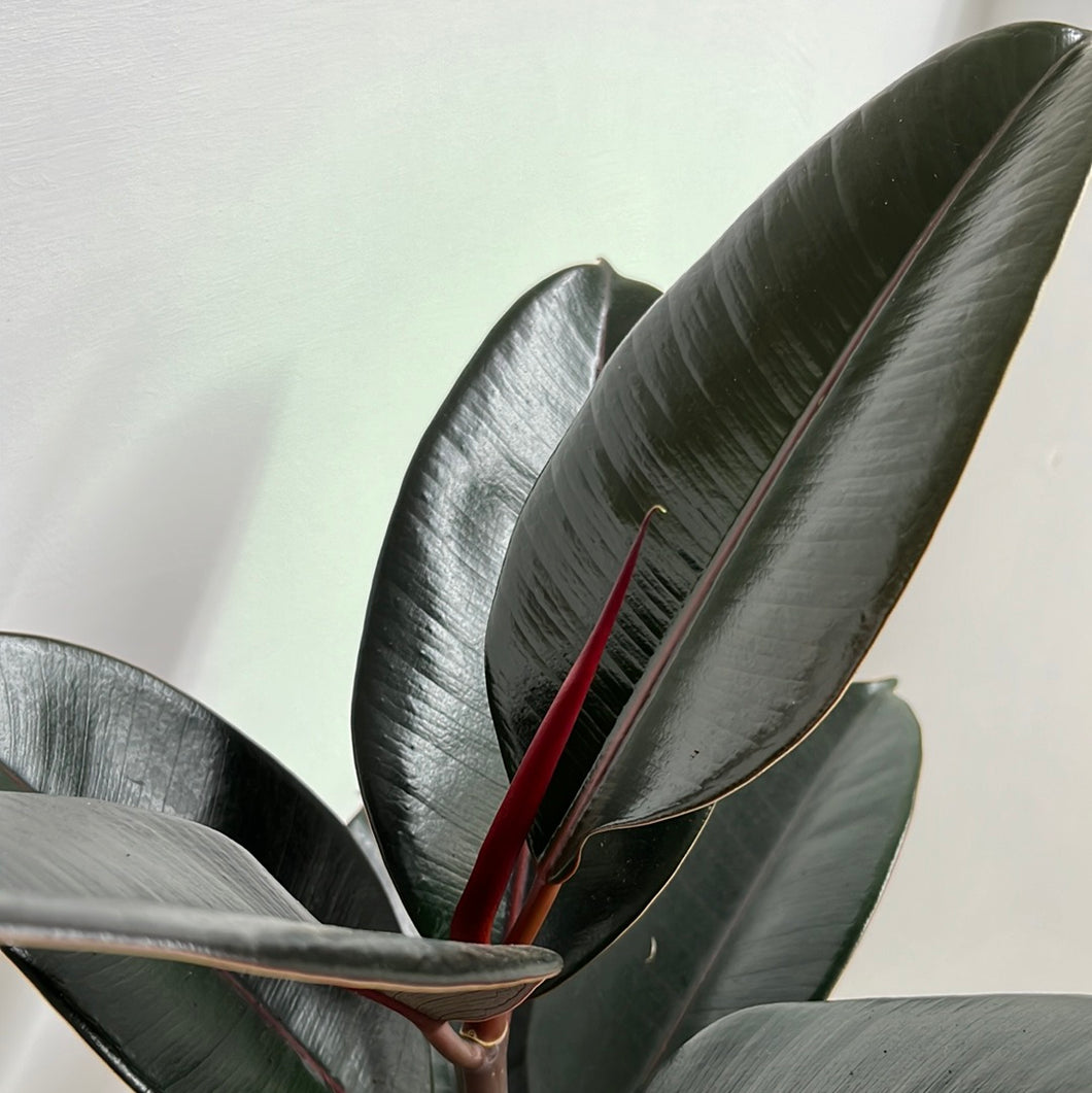 FICUS BLACK KNIGHT 20CM