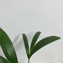 Load image into Gallery viewer, HOWEA FORSTERIANA KENTIA PALM 14CM
