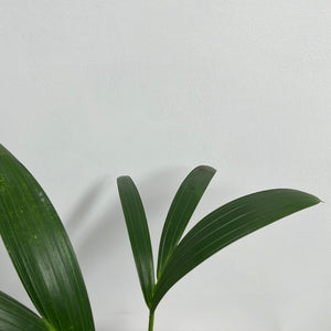 HOWEA FORSTERIANA KENTIA PALM 14CM