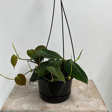 Load image into Gallery viewer, PHILODENDRON MICANS 12CM
