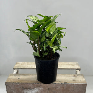 SYNGONIUM LYNETTE 12CM