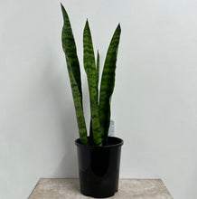 Load image into Gallery viewer, SANSEVIERIA TRIFASCIATA BLACK CORAL 14CM
