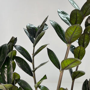 ZAMIOCULCAS BLACK KNIGHT 17CM