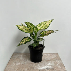 AGLAONEMA EILEEN 12CM