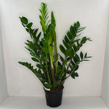 Load image into Gallery viewer, ZAMIOCULCAS ZAMIFOLIA 17CM
