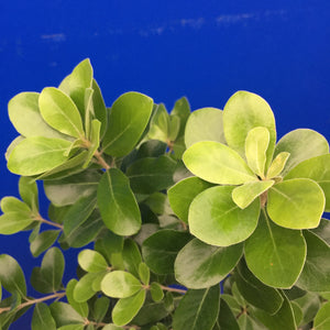 PITTOSPORUM CRASSIFOLIUM GREEN LUSTRE 30.0L