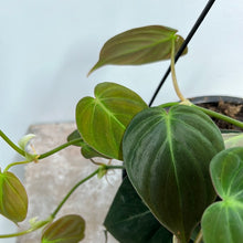 Load image into Gallery viewer, PHILODENDRON MICANS 12CM
