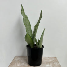 Load image into Gallery viewer, SANSEVIERIA MOONSHINE 14CM
