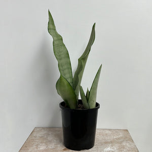 SANSEVIERIA MOONSHINE 14CM