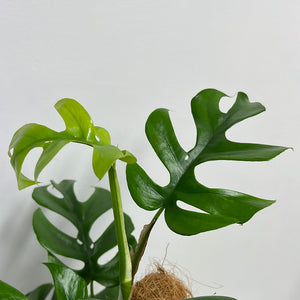 PHILODENDRON MINIMA ON POLE 17CM