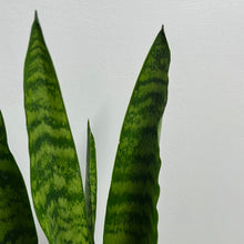 Load image into Gallery viewer, SANSEVIERIA TRIFASCIATA BLACK CORAL 14CM
