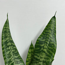 Load image into Gallery viewer, SANSEVIERIA FUTURA BLACK CORAL 15CM
