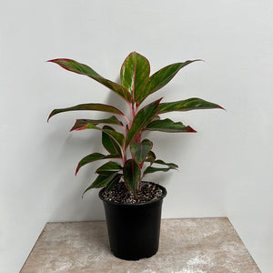 AGLAONEMA RED GOLD 12CM