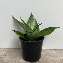 Load image into Gallery viewer, SANSEVIERIA HAHNII SILVER 11CM
