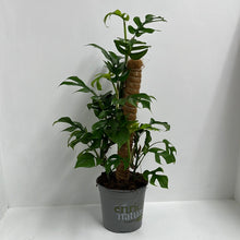 Load image into Gallery viewer, PHILODENDRON MINIMA ON POLE 17CM
