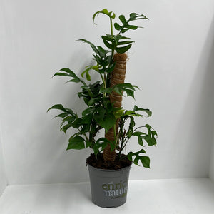 PHILODENDRON MINIMA ON POLE 17CM