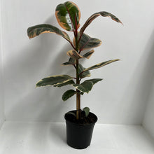 Load image into Gallery viewer, FICUS RUBY 17CM
