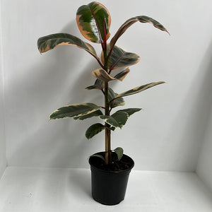 FICUS RUBY 17CM