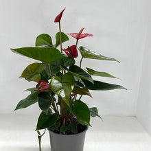 Load image into Gallery viewer, ANTHURIUM BUGATTI RED 15CM
