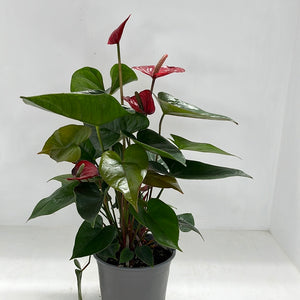 ANTHURIUM BUGATTI RED 15CM