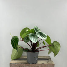 Load image into Gallery viewer, PEPEROMIA WATERMELON 12CM
