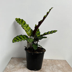 CALATHEA INSIGNIS 12CM