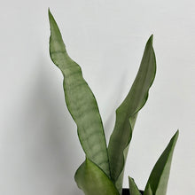 Load image into Gallery viewer, SANSEVIERIA MOONSHINE 14CM
