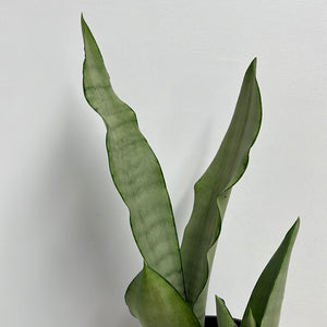 SANSEVIERIA MOONSHINE 14CM