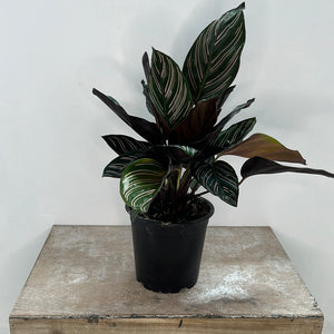 CALATHEA ORNATA