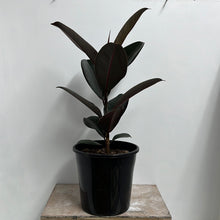 Load image into Gallery viewer, FICUS BLACK KNIGHT 20CM
