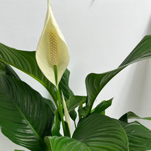 Load image into Gallery viewer, SPATHIPHYLLUM PEACE LILY 17CM
