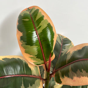 FICUS RUBY 17CM