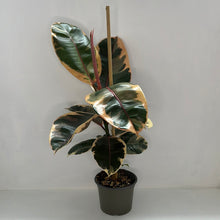 Load image into Gallery viewer, FICUS RUBY 14CM
