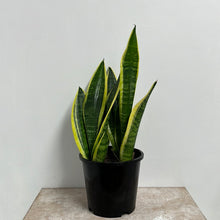 Load image into Gallery viewer, SANSEVIERIA FUTURA SUPERBA 15CM
