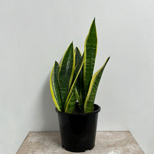 SANSEVIERIA FUTURA SUPERBA 15CM