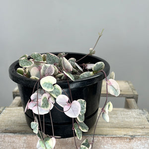 CEROPEGIA WOODII VARIEGATED CHAIN OF HEARTS 14CM