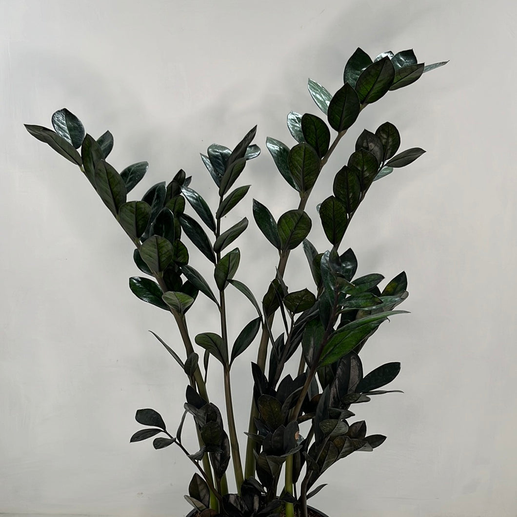 ZAMIOCULCAS BLACK KNIGHT 17CM