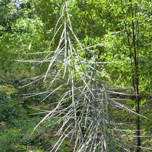 Load image into Gallery viewer, PSEUDOPANAX CRASSIFOLIUS HOROEKA LANCEWOOD 3.3L
