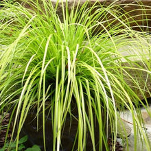 Load image into Gallery viewer, CAREX EVERILLO 1.9L
