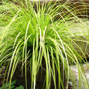 CAREX EVERILLO 1.9L