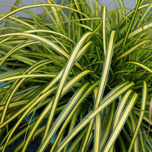 Load image into Gallery viewer, CAREX EVERSHEEN 1.9L
