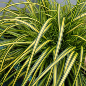 CAREX EVERSHEEN 1.9L