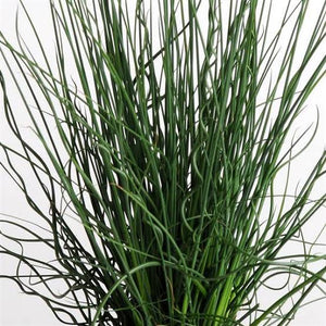 JUNCUS TWISTED DART