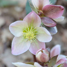 Load image into Gallery viewer, HELLEBORUS ERICSMITHII IVORY PRINCE 2.4L
