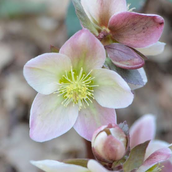 HELLEBORUS ERICSMITHII IVORY PRINCE 2.4L