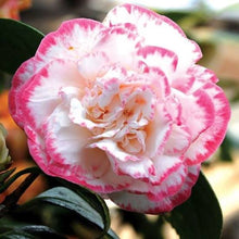 Load image into Gallery viewer, CAMELLIA JAPONICA MARGARET DAVIS 4.0L
